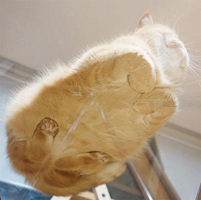 funny-cats-on-glass-5-5c36f17734ffb__700.jpg
