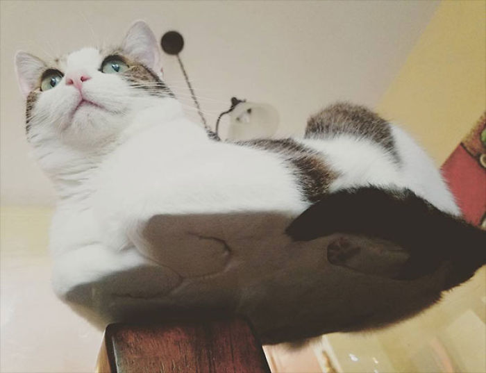 funny-cats-on-glass-7-5c36ff7d59237__700.jpg