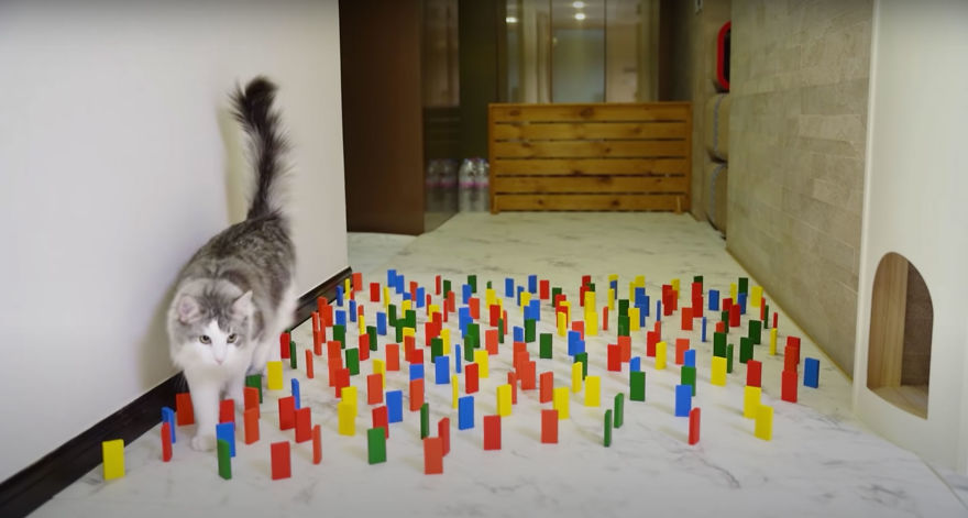 Fun video shows how a dog and cat behave on an obstacle course 5e9ff7b978784 880