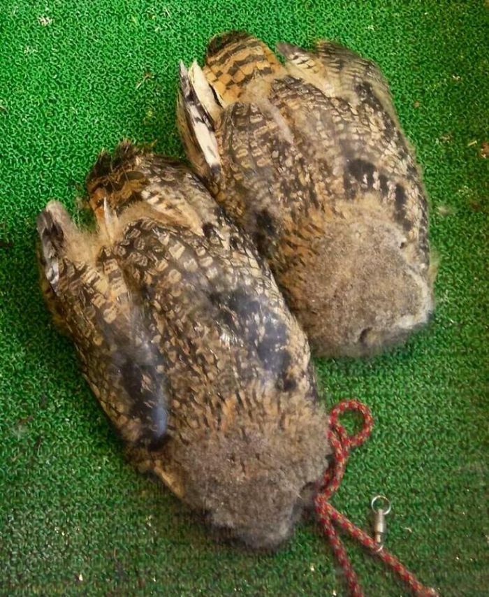 sleeping baby owls face down 19 5ef2faefbe1d7 700