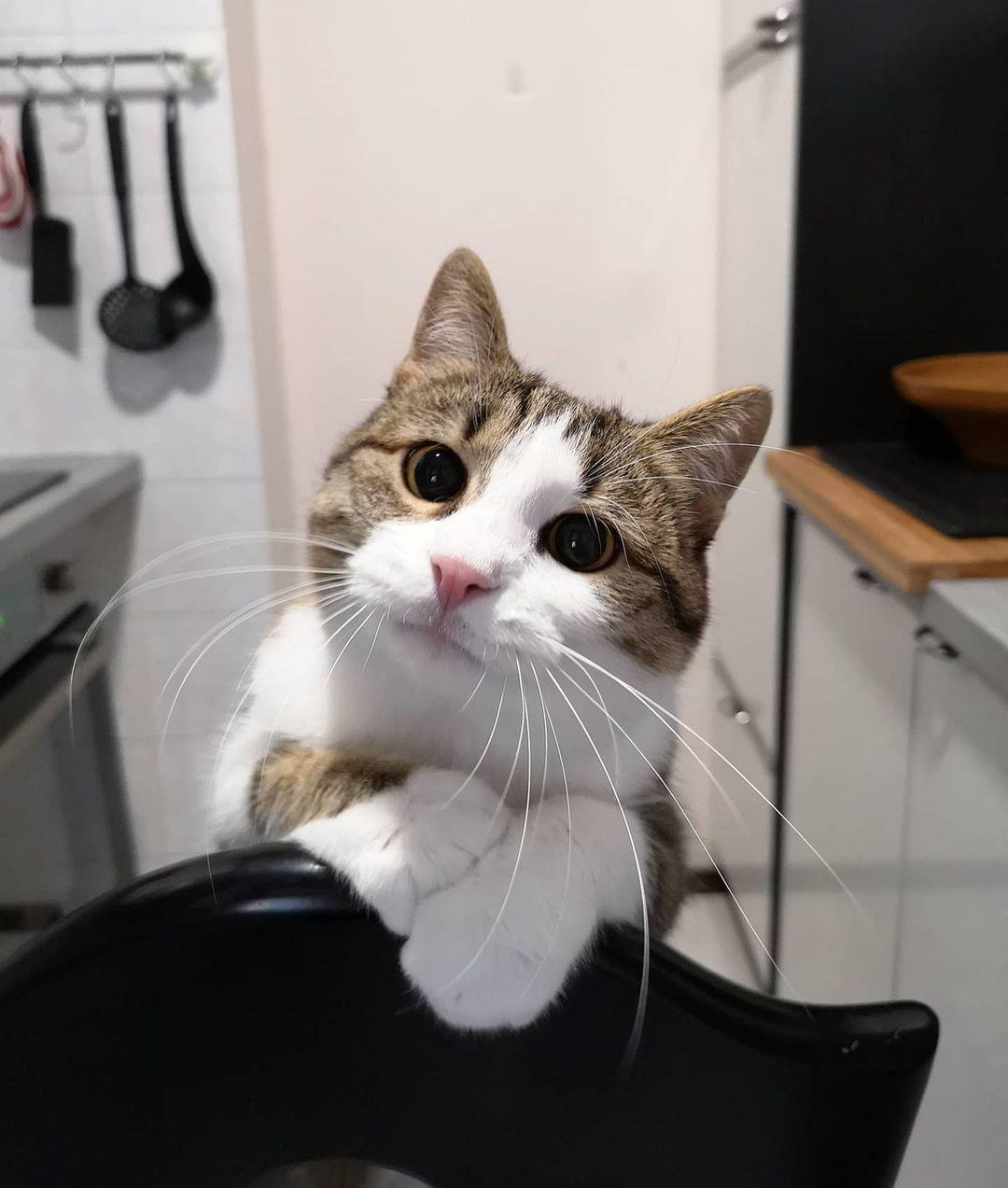 Como Hacer Para Que Mis Gatos No Se Peleen