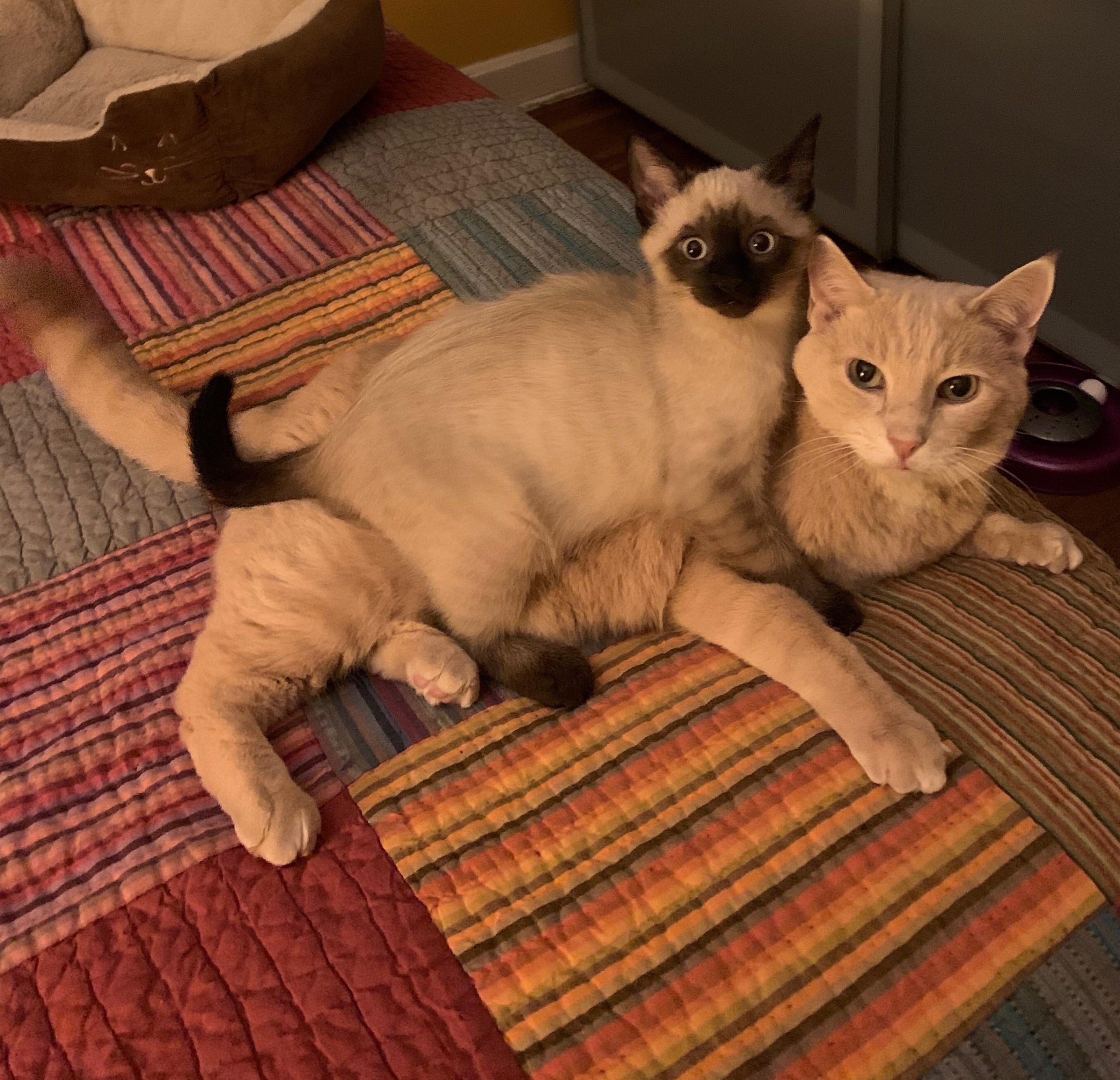 Como Hacer Para Que Mis Gatos No Se Peleen